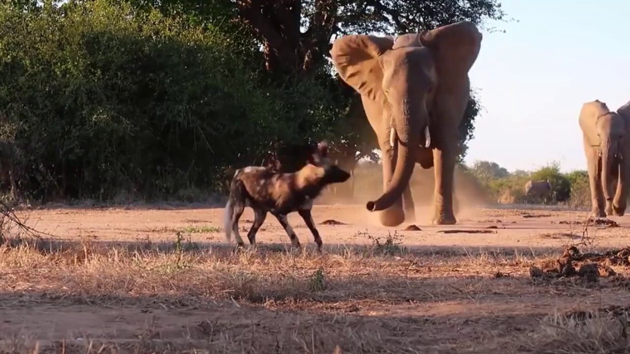 Cães Selvagens Confrontam Elefantes // Batráquio Vira Petisco De Serpente