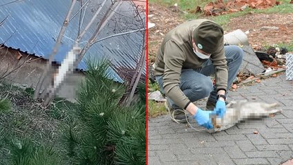 Bunun adı vahşet! Okul bahçesinde ağaca asılı kedi bulundu