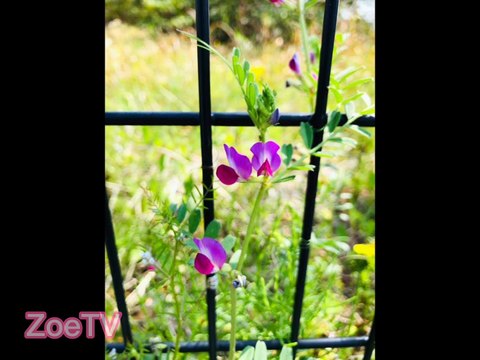 #77 BEAUTIFUL FLOWERS