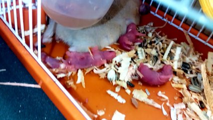 hamster babies