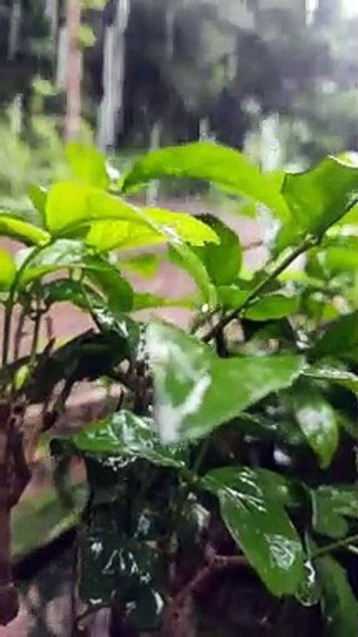 rain rain
