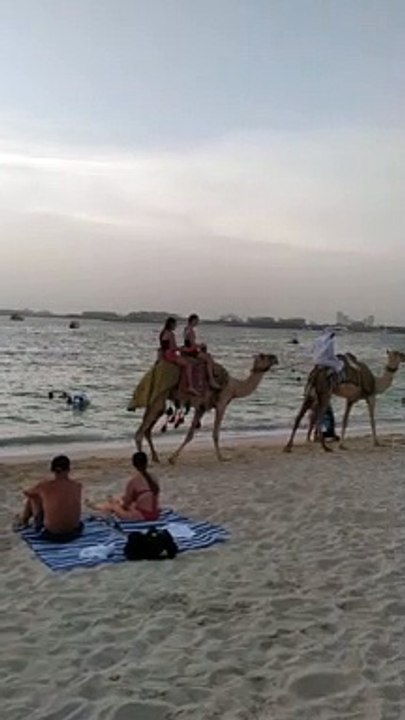 Camel 