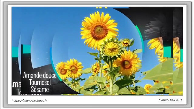 La gamme Energy Aroma sont des synergies aromatiques proposées par Beautysané sous forme de friction et brume - huiles essentielles d'origine végétale extraites par distillation traditionnelle à la vapeur d'eau