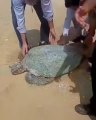 Trapped sea turtle returns home