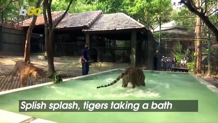 Cool Cats! Tigers at Thai Animal Park Cool Down With Frozen Treats and Pools!