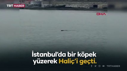 Haliç'i yüzerek geçen köpek kamerada