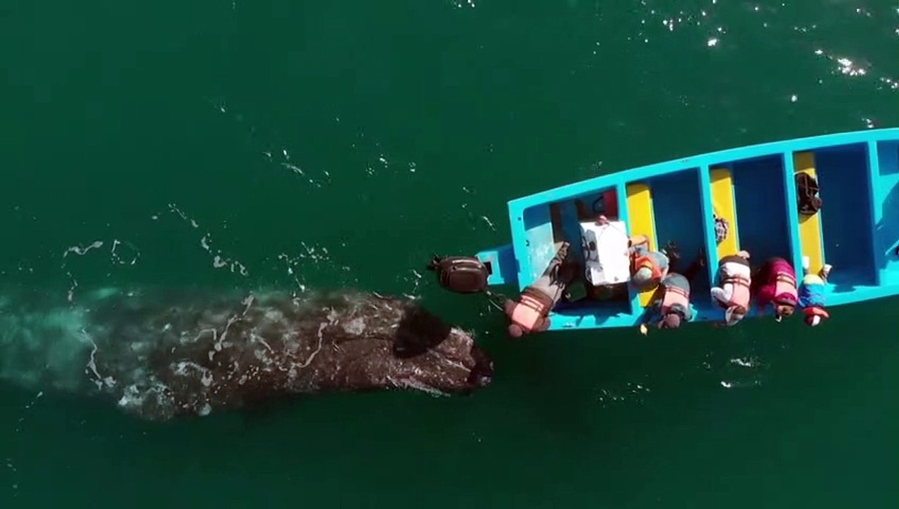 Auf Tuchfühlung mit Grauwalen