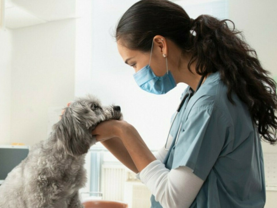Corona-Impfung: Nicht nur Hunde und Katzen beim Tierarzt?