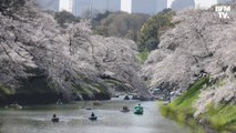 Hanami: à Tokyo, les Japonais se pressent pour admirer les cerisiers en fleurs