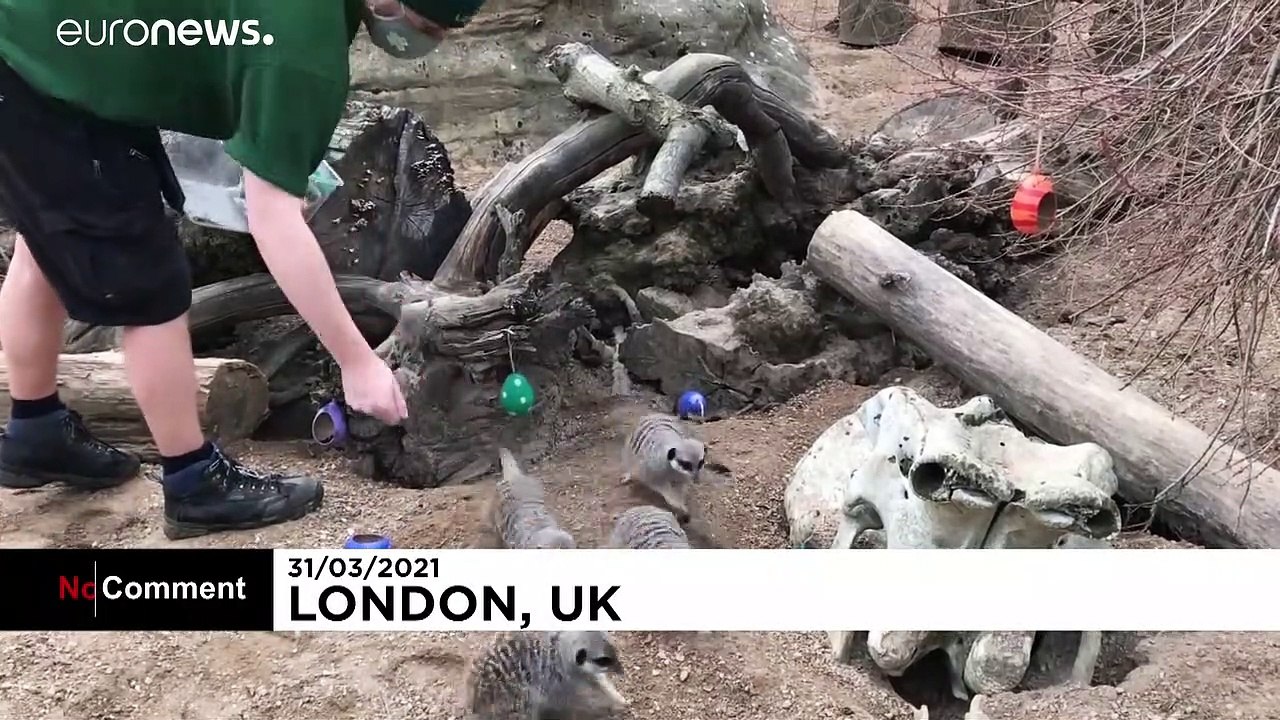 Easter fun with meerkats and squirrel monkeys at ZSL London Zoo