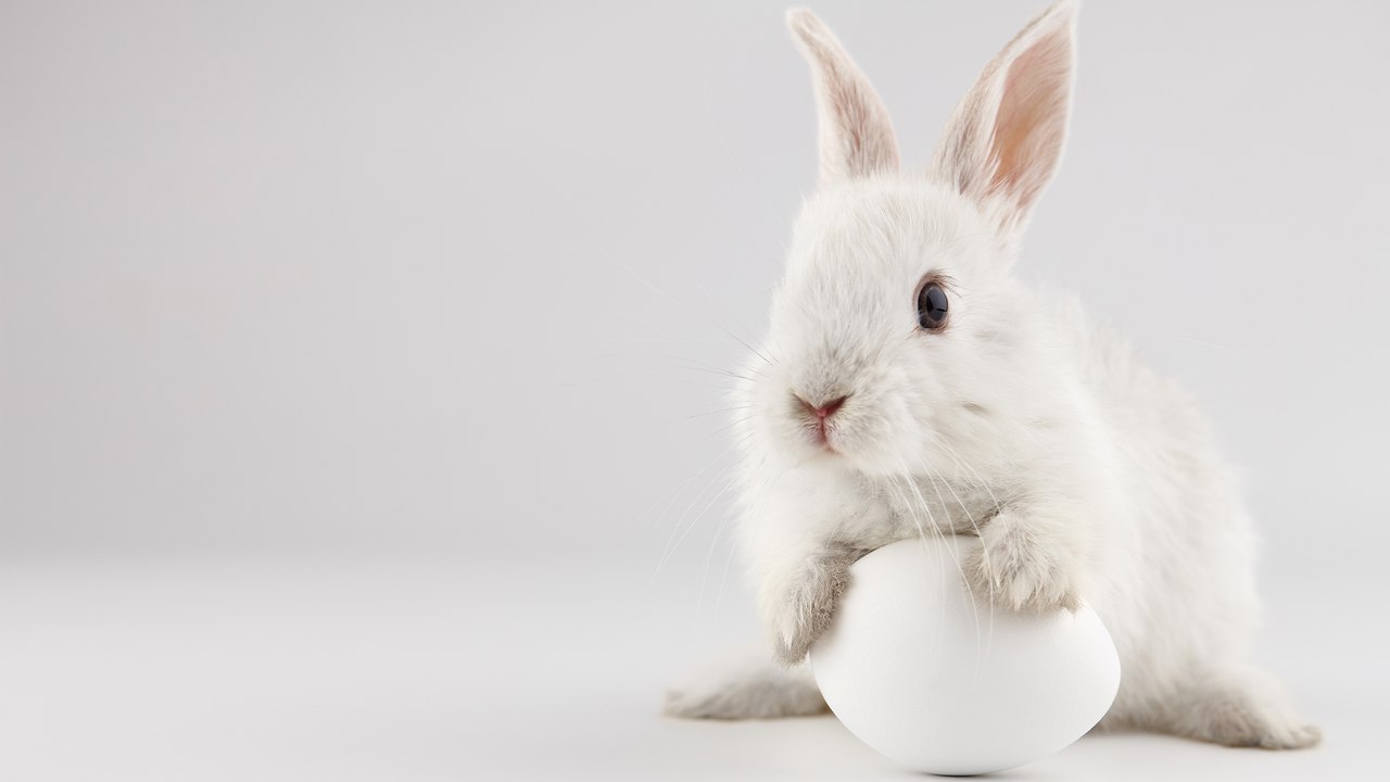 Wieso bringt der Osterhase Eier?