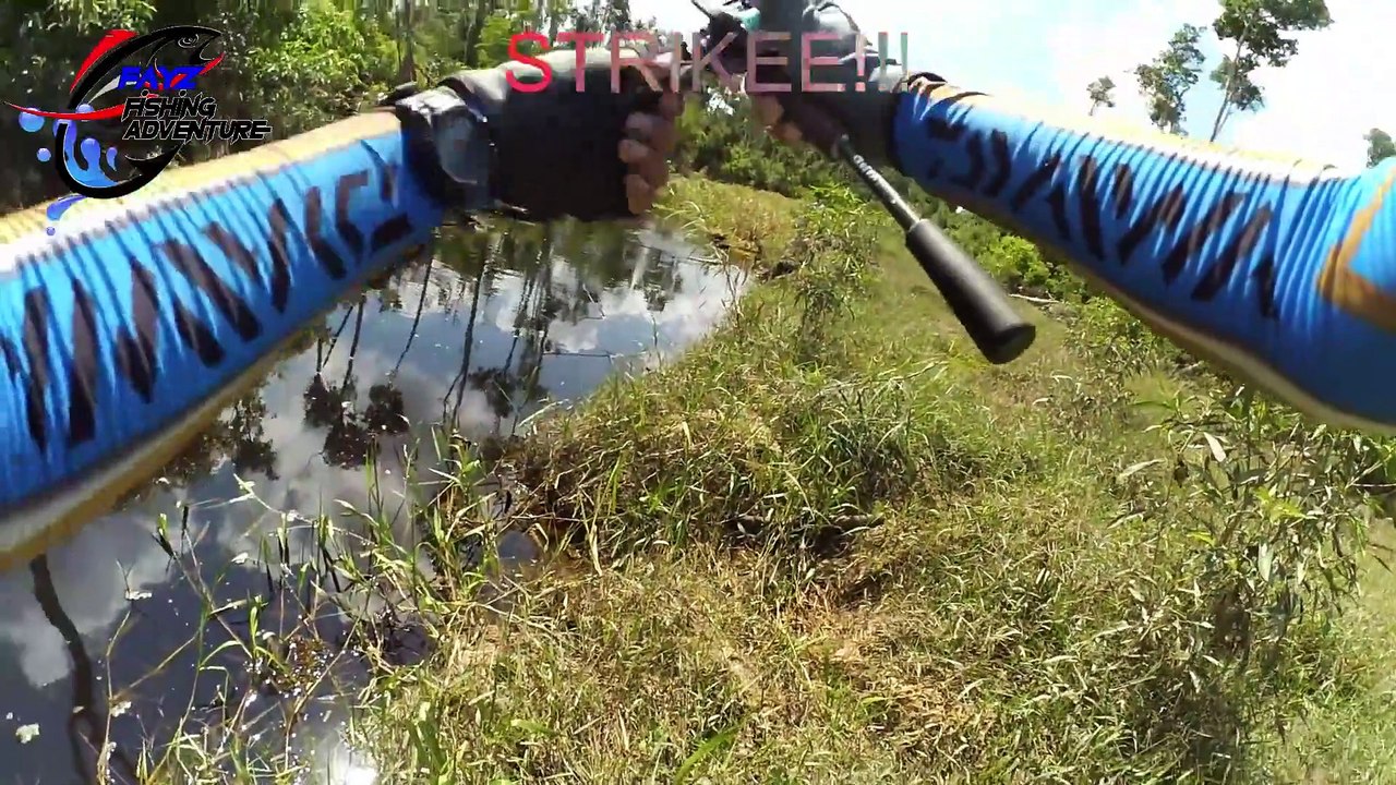 Casting Ikan Gabus Disini bikin Betah Strike Tanpa Henti Hutan Kalimantan Joss Ep#23 Part 1-3