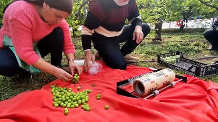 Hatay'da can eriğinin kilosu 60 liraya düştü