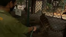 Tigres de un zoo de Tailandia comen piezas de pollo heladas para combatir el calor