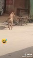 Super Funny Animal Video that Will Make You Laugh Out Loud _ Keep Laughing _ Do Share & Subscribe