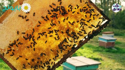 3دقائق-عسل النحل