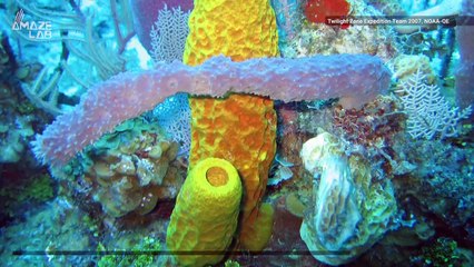 Scientists Rethink What May Have Been the First Animal on Earth