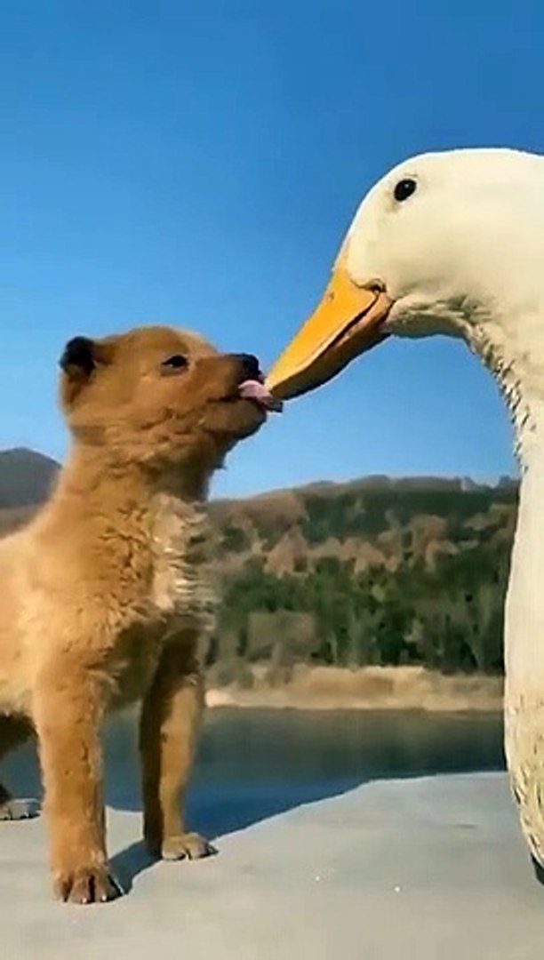 Best videos, Top videos, Viral videos Funny videos no. 08