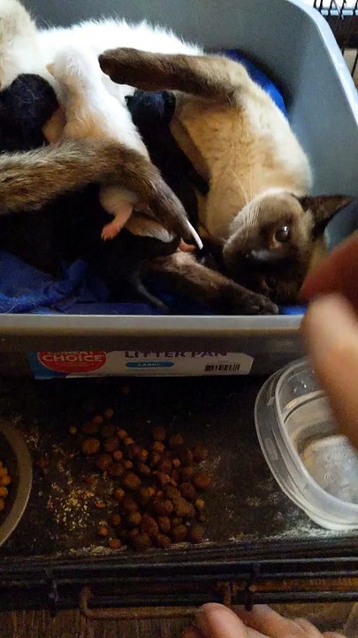 Stray Mother Cat and Kittens Doing Swell