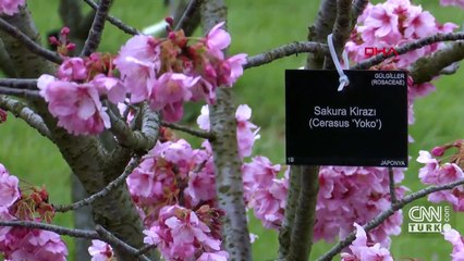 İstanbul'da sakura zamanı