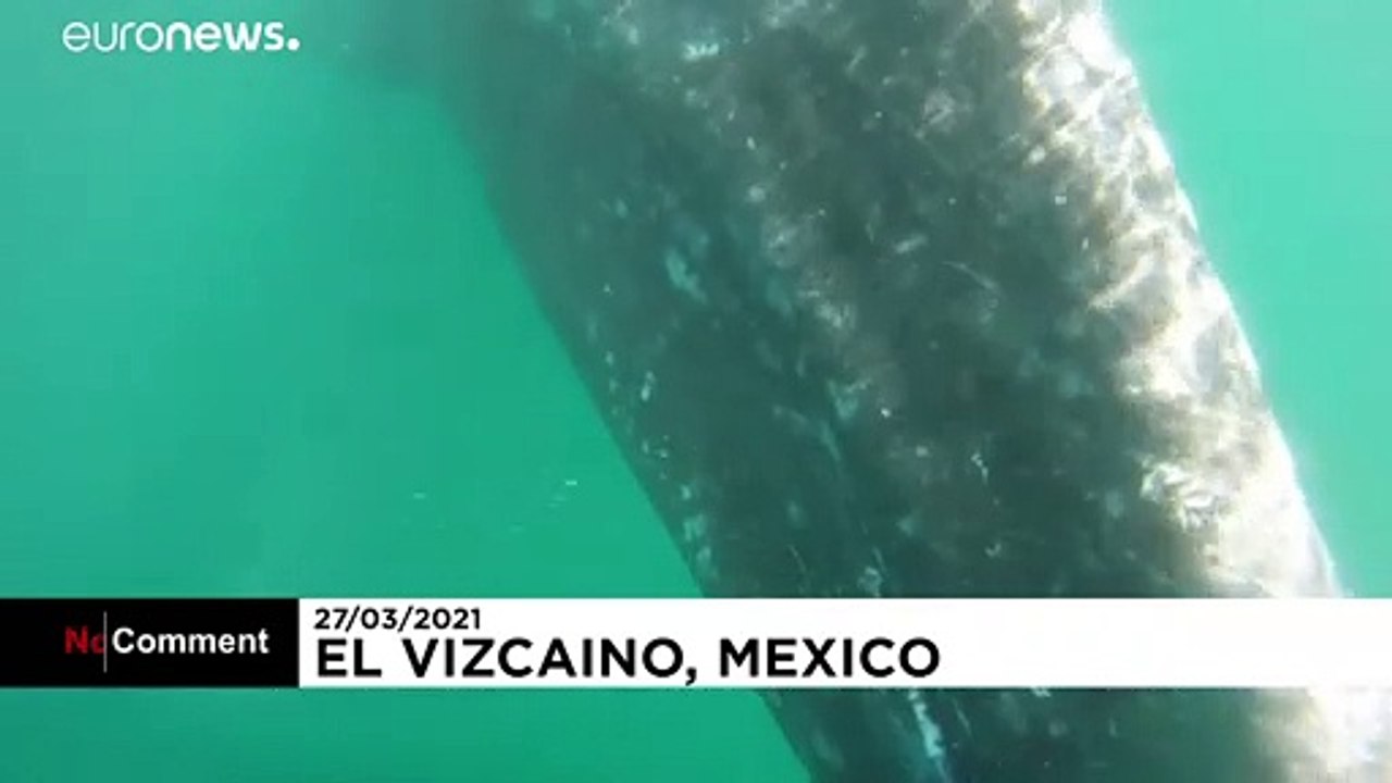 Mexique : les baleines grises et les touristes de retour