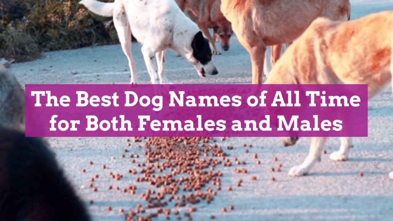 The Best Dog Names of All Time for Both Females...