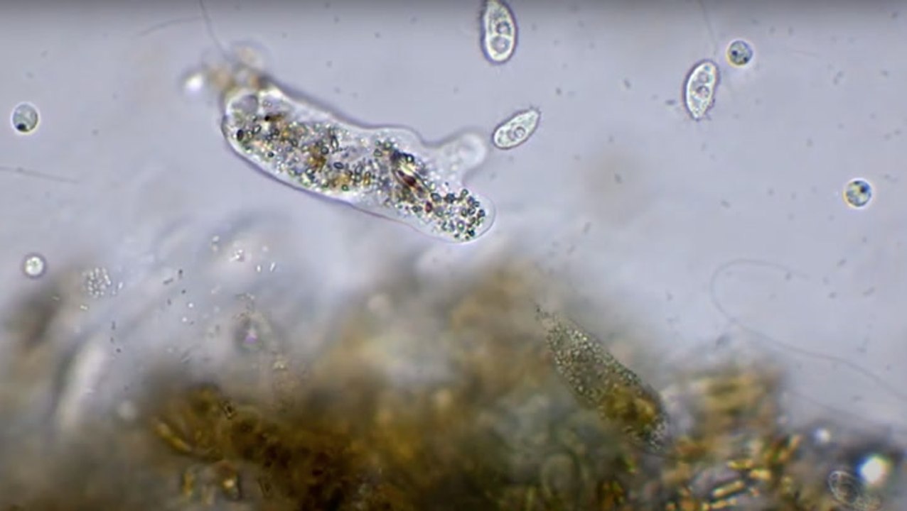 Take A Peek At These Microscopic Shape-Shifters!