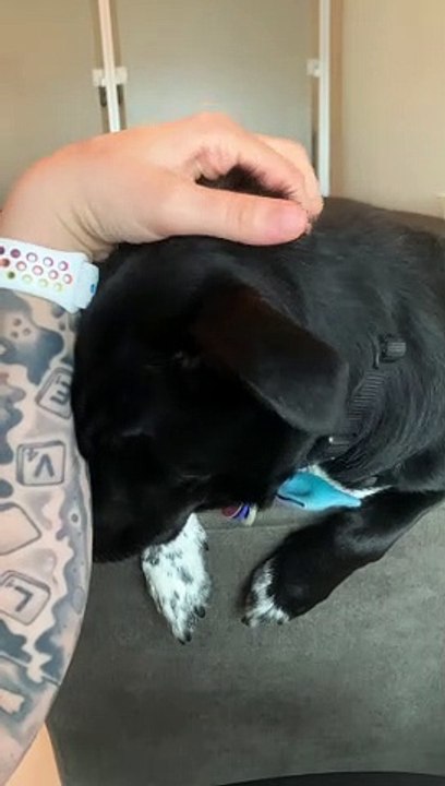 Nugget the Dog Demanding Pets