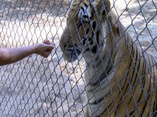 Behind the scenes: Bengal tiger's veterinarian appointment at the Wildlife World Zoo - ABC15 Digital