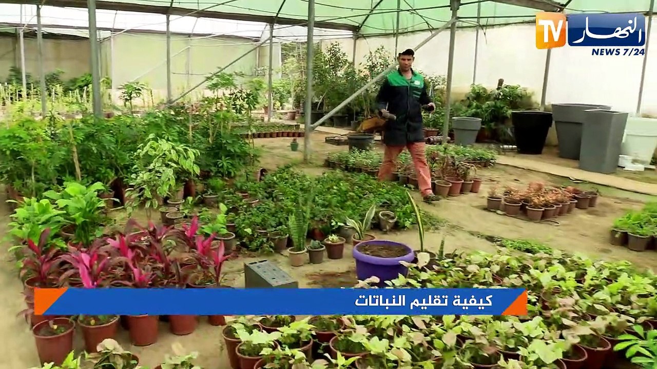 كيفية تقليم النباتات