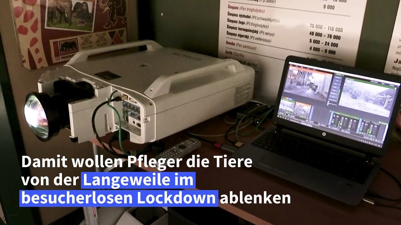 Zoom-Party für Zoo-Affen gegen den Lockdown-Blues