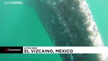 شاهد: الحيتان الرمادية في شمال المكسيك تومئ بعودة موسم السياحة البحرية