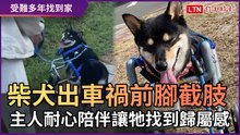 柴犬出車禍「前腳截肢」 主人耐心陪伴讓牠找到歸屬感