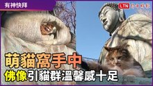 佛像掌中生貓！萌貓自在休息 畫面超溫馨