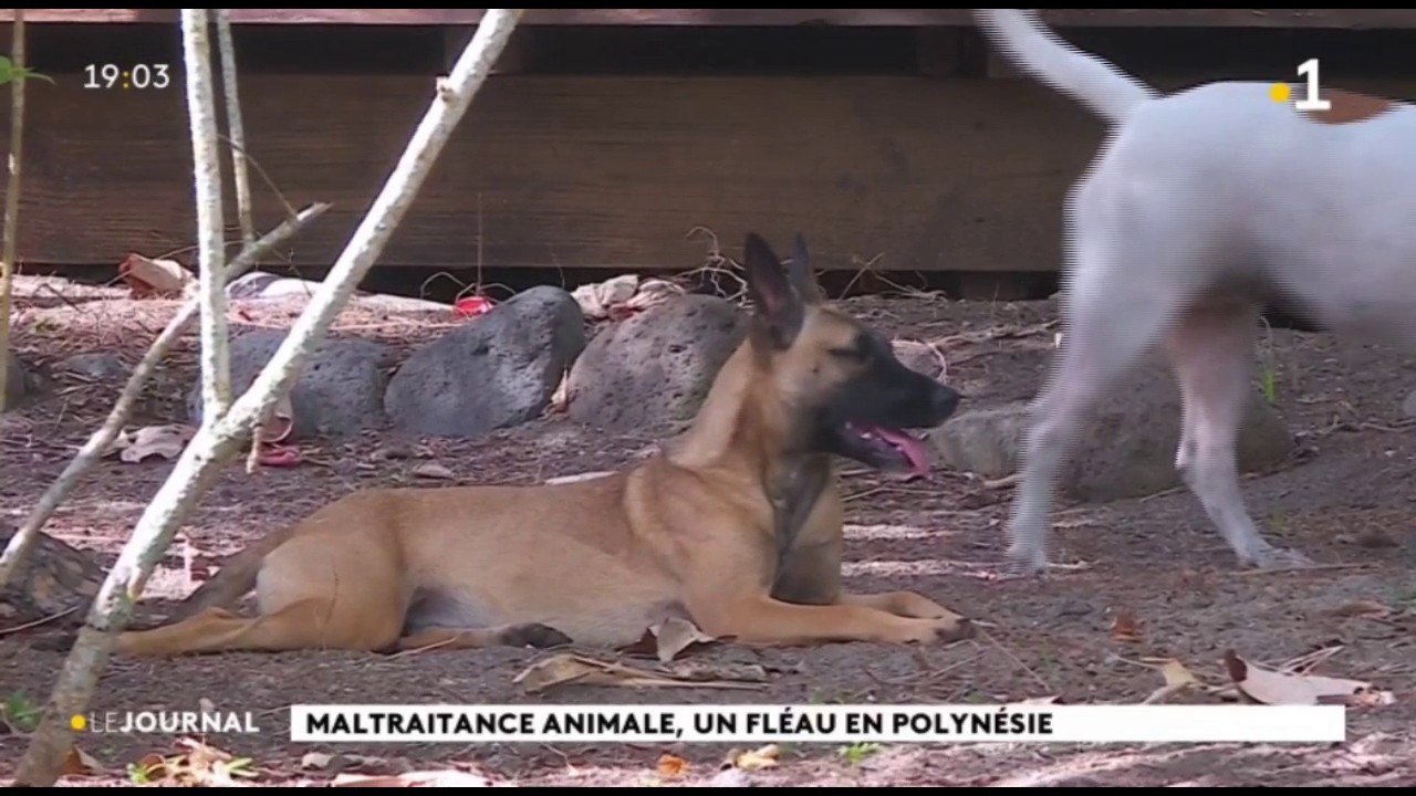 Huahine : une chienne a été tuée, transpercée par 2 flèches