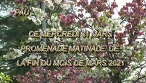 LES PROMENADES DE MICHOU64 W-D.D. - 31 MARS 2021 - CE MERCREDI 31 MARS PROMENADE MATINALE DE LA FIN DU MOIS DE MARS 2021
