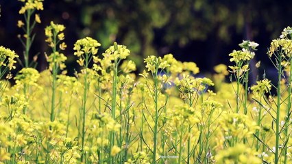 Winter Mustard flowers