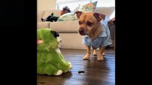 cats and dog funny reactions