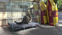 Kediye eziyet eden vatandaşı kedi maması bağışı karşılığında affetti