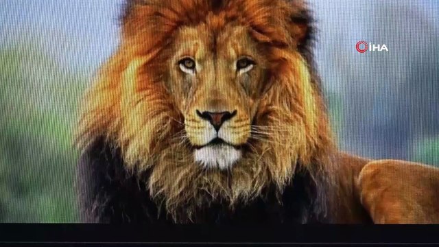 'Eski Türkçe'de çok ilginç hayvan isimleri: Kedi ‘çetük', kelebek ‘baybayuk’