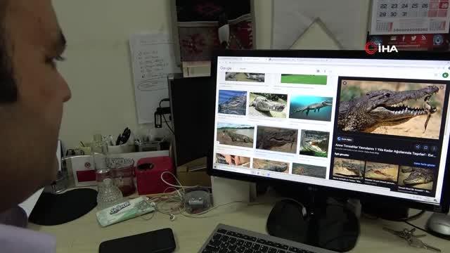 Eski Türkçe de çok ilginç hayvan isimleri: Kedi 'çetük', kelebek 'baybayuk'