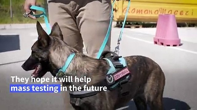 Italian researchers train sniffer dogs to detect Covid-19