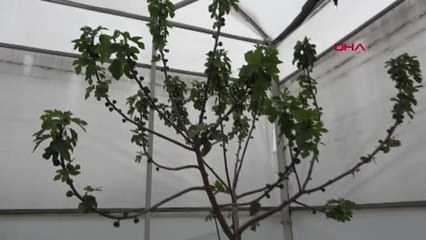 AYDIN Serada incir döneminde hedef yıl boyunca üretim