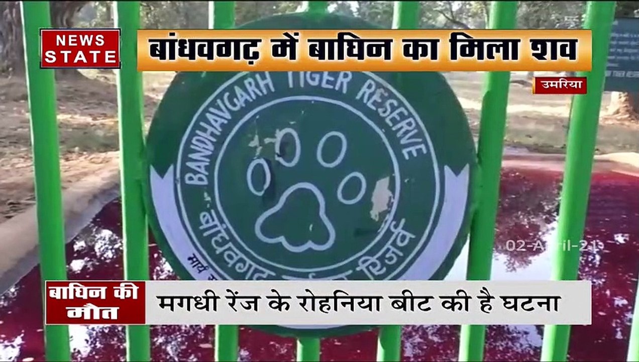 Madhya Pradesh : उमरिया के बांधवगढ़ में मिला बा...