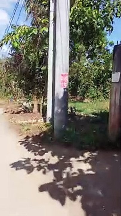 Bili daw ng yelo