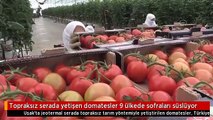 Topraksız serada yetişen domatesler 9 ülkede sofraları süslüyor