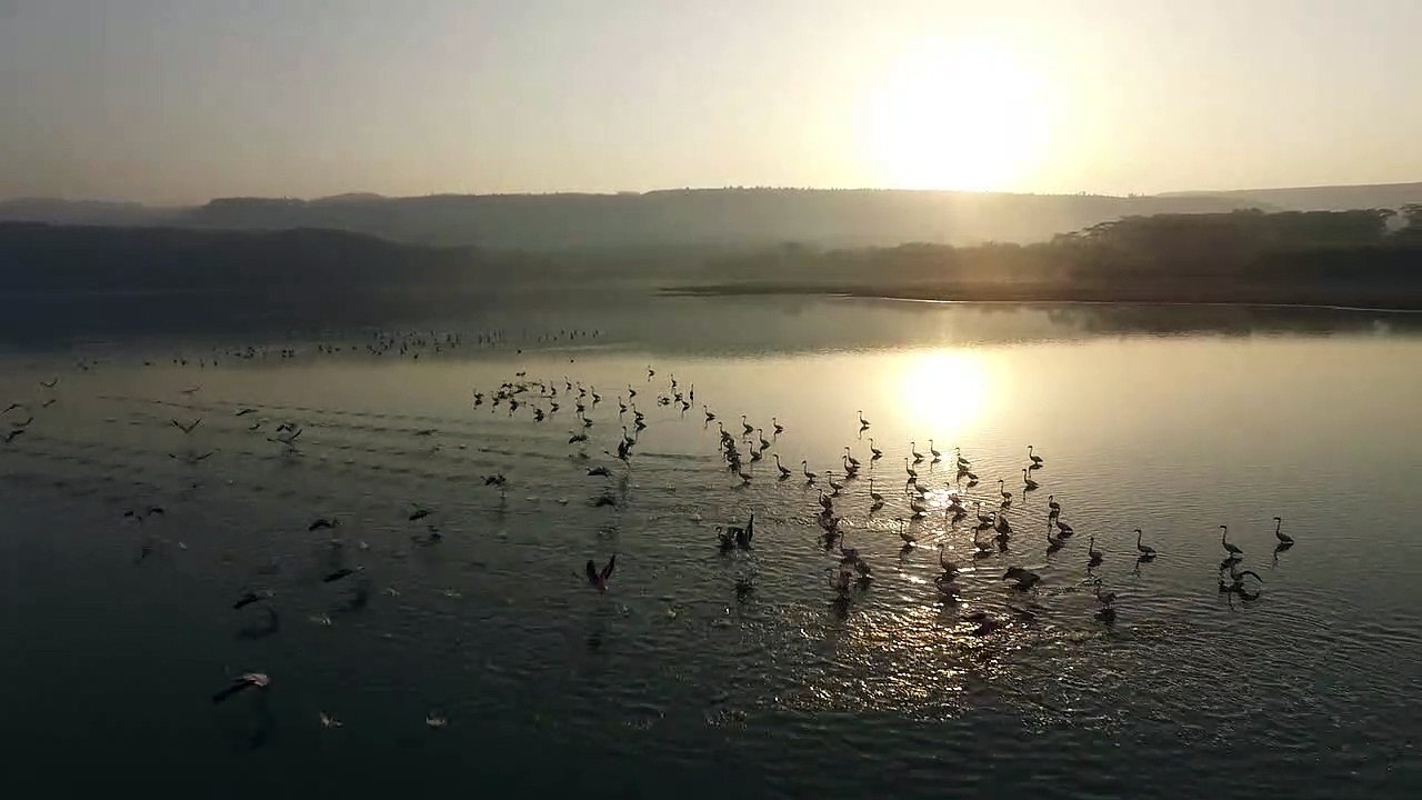 Birds 1