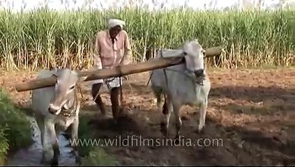 Antiquated method of ploughing with the help of cattle, Karnataka