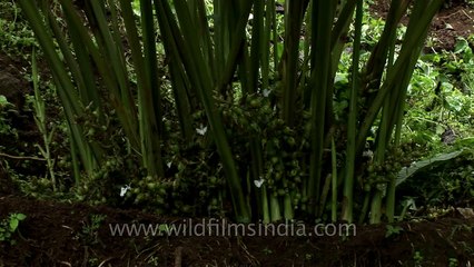 Fruit of cardamom plant