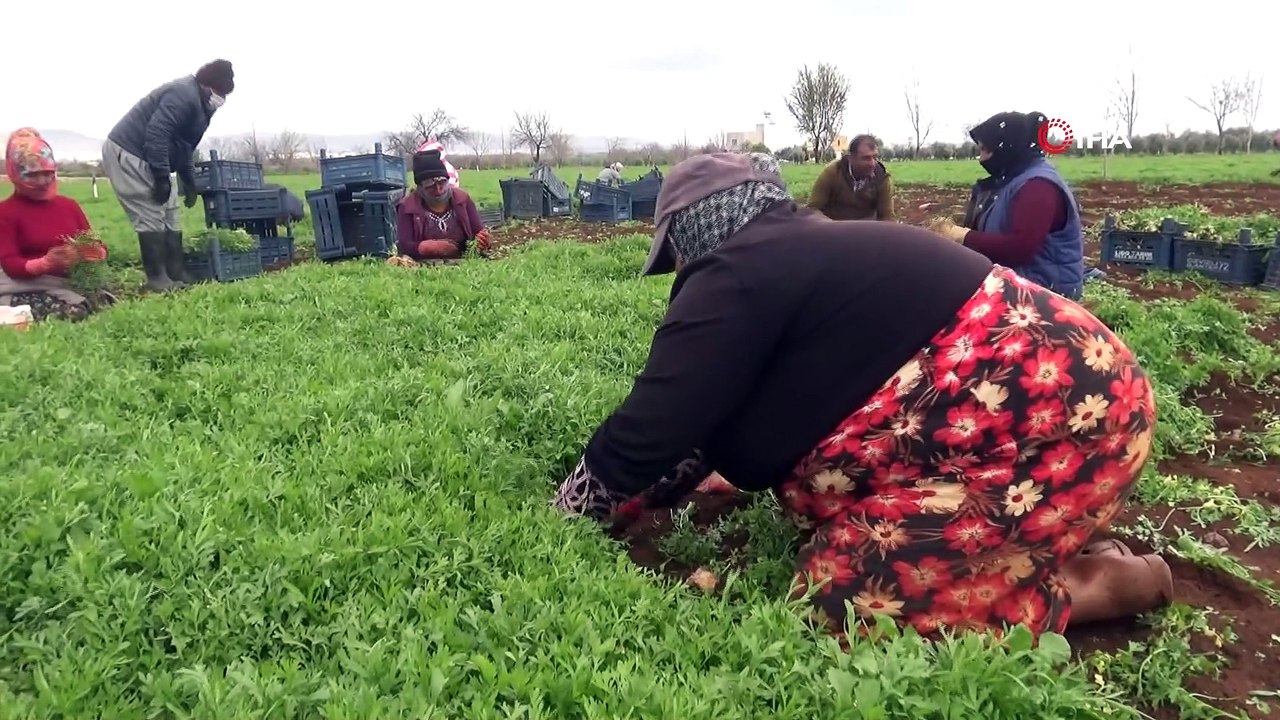 Güneydoğu'nun sebzesi Suriye sınırından